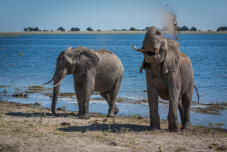 大象在河旁边的肩膀扔泥巴
