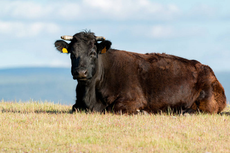 黑牛躺在草地上