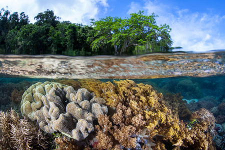 在印尼的 Ampat, 一个健康的珊瑚礁生长在浅水中。这个偏远的热带地区因其令人难以置信的海洋生物多样性而被称为珊瑚三角的心脏。