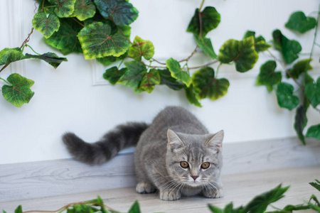 苏格兰小猫摆夏季照片