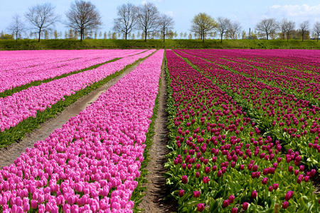 美丽的粉红色花卉领域在荷兰。盛开的郁金香Hollands 的象征和春天的主要旅游胜地之一