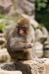 地狱谷猴公园, 猴子沐浴在自然温泉在长野, 日本