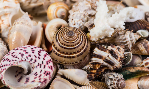 贝壳的背景下，大量的堆积在一起的不同贝壳