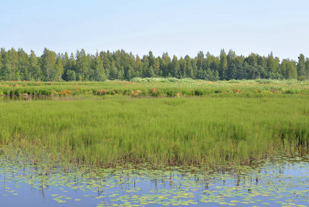 俄罗斯圣彼得堡湿地湖 Sestroretsky Razliv