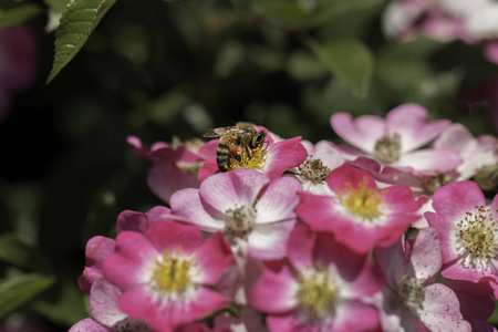 蜂蜜蜂收集花花蜜