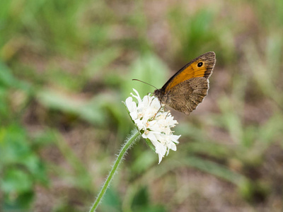 草甸棕色 Maniola jurtina 蝴蝶坐在白色的花上