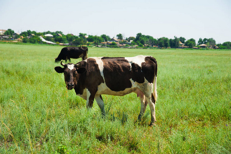 群放牧的奶牛
