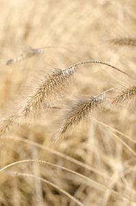 干燥季节褐 marram 草的关闭