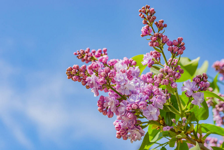 春天自然的伟大。在植物园的丁香树的树枝上有许多丁香花。享受丁香色的蓝色春天的天空在古代植物园里拍照