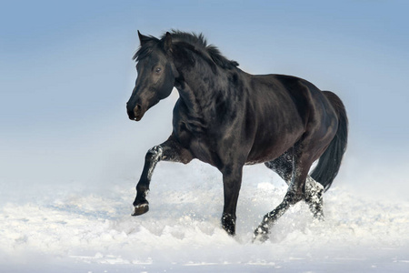 美丽的马奔跑驰骋在雪地里