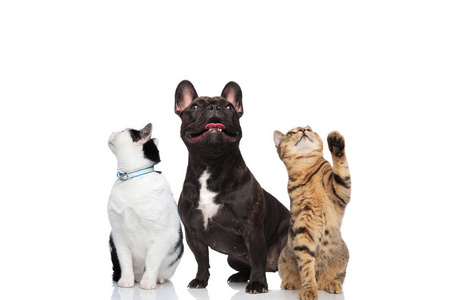 猫犬两只可爱的猫和一只法国斗牛犬看着站在白色背景上 坐在照片