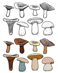 森林蘑菇手绘制的矢量彩色素描集。与根，真正食用和有毒牛肝菌不同蘑菇的集合