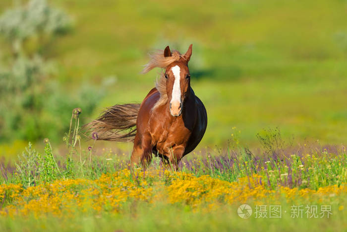 长鬃毛的红马奔跑驰骋在花丛中