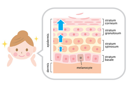 信息皮肤插图。 皮肤细胞周转