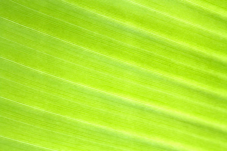 背光新鲜绿色的香蕉叶纹理背景