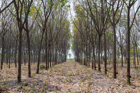 橡胶树, 橡胶种植园 Roiet 泰国