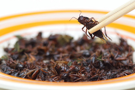 吃昆虫的概念图片