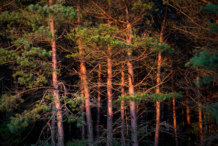 在波罗的海沿岸的松树在黄昏日落的光线。古典波罗的海海滩风景。狂放的自然