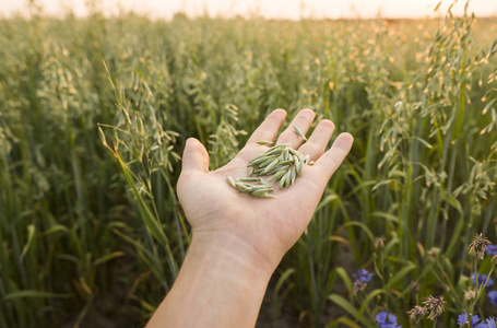 在日落的田野上, 男人手里拿着一颗绿色燕麦的小耳朵的种子。关闭在一个美丽的领域。燕麦的成熟耳朵。农业。天然产品