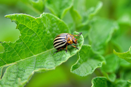 科罗拉多甲虫吃番薯叶年轻。害虫毁坏作物领域。在野生动植物和农业中的寄生虫