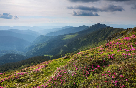 景观与美丽的粉红色杜鹃花。天空与云彩。在薄雾中的高山。旅游胜地。地点 Marmarosy, 乌克兰