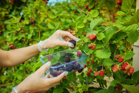 黑莓, 新的收获, 多汁成熟的黑莓浆果在灌木丛中的花园宏