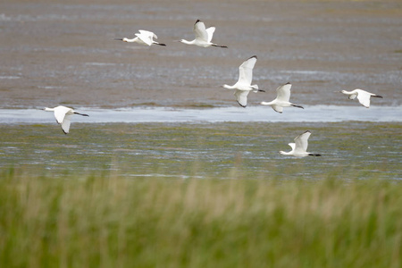 琵 Platalea leucorodia 鸟在飞行反对狂放的自然