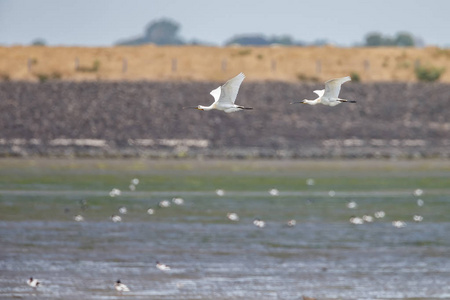 琵 Platalea leucorodia 鸟在飞行反对狂放的自然