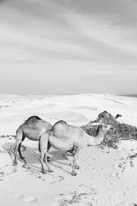 沙漠在海边免费骆驼阿曼空季图片