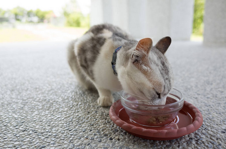 猫吃, 特写图像的家养猫吃食物