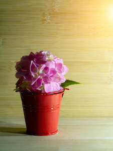 把粉红色的绣球花放在红色的水桶里, 并在木质背景上复制空间