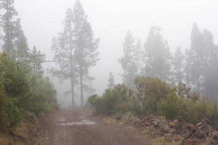 松 canariensis。在西班牙特内里费岛,冬天天气