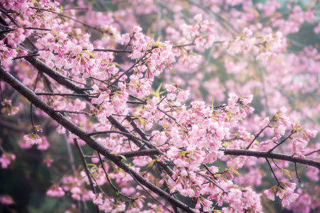 选定的重点，对近距离的樱花盛开，在模糊的粉红色的花，在背景上