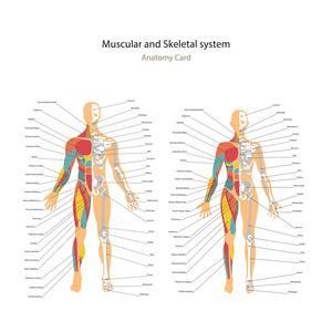 男性和女性的肌肉和骨骼系统图表的解释。人体生理解剖指南 