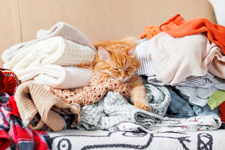 可爱的姜猫睡在一堆针织衣服