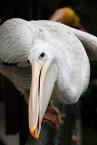 大白鹈鹕 Pelecanus onocrotalus 也被称为东方白鹈鹕, 鹈鹕是组成家庭的大型水鸟的一个属 Pelecan