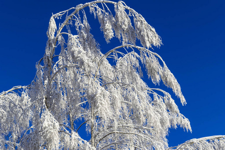 白雪覆盖在蓝天背景下的树木