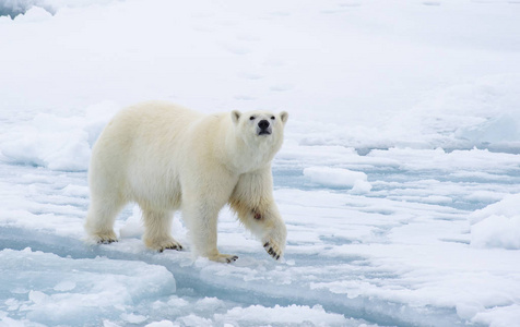 走在北极的北极熊