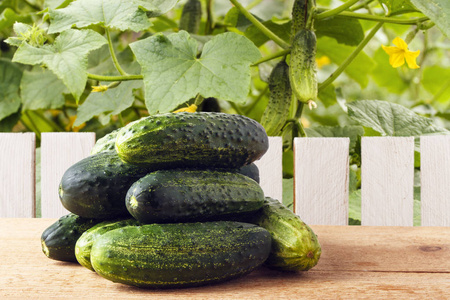园内木桌上的有机黄瓜。新鲜蔬菜用于健康饮食。质朴的生活方式概念