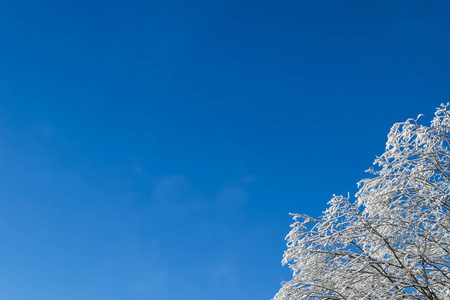 白雪覆盖的大树顶着蓝天