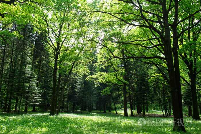 阳光明媚的春天里的绿色森林