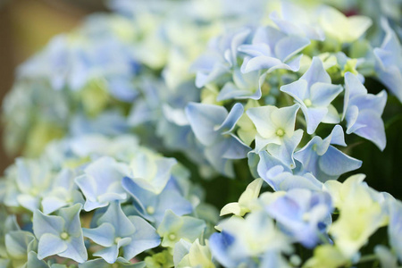 美丽的蓝绣球花, 特写。热带植物
