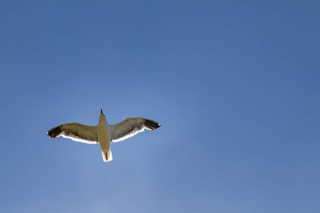 海鸥飞翔在蓝色的天空下