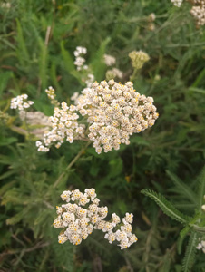 树枝上的白色野花