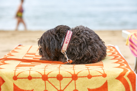 在海滩上阳光休闲放松的犬种去年成为狗