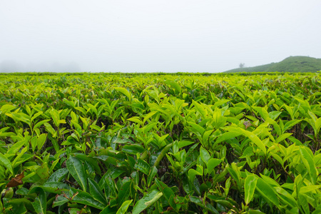 在马来西亚金马伦高原的茶园茶树