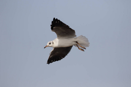 嘴鸥，chroicocephalus ridibundus