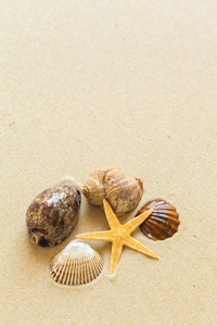 海滨沙滩上的贝壳, 旅游理念