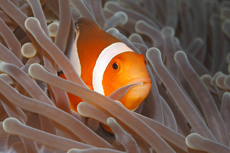 小丑 Anemonefish, Amphiprion 小丑, 在它的海葵家的触角里游泳, 嘴里拿着一只触手。Tulamben, 