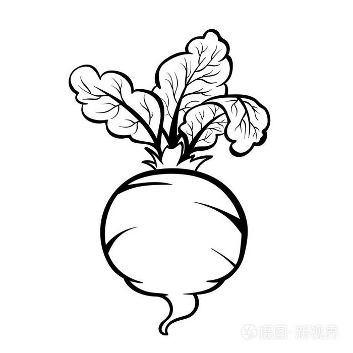 插画 矢量手工绘制的甜菜例证.轮廓涂鸦图标.